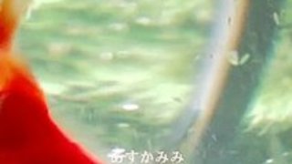 恋人を奪おうとする娘と嫉妬する母｜イクイクXVIDEOS日本人無料エロ動画まとめ