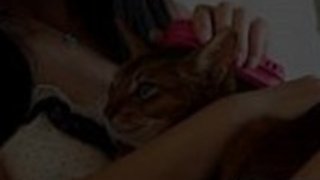 日本のスターマリカは黒い雄鶏で暴行を受ける